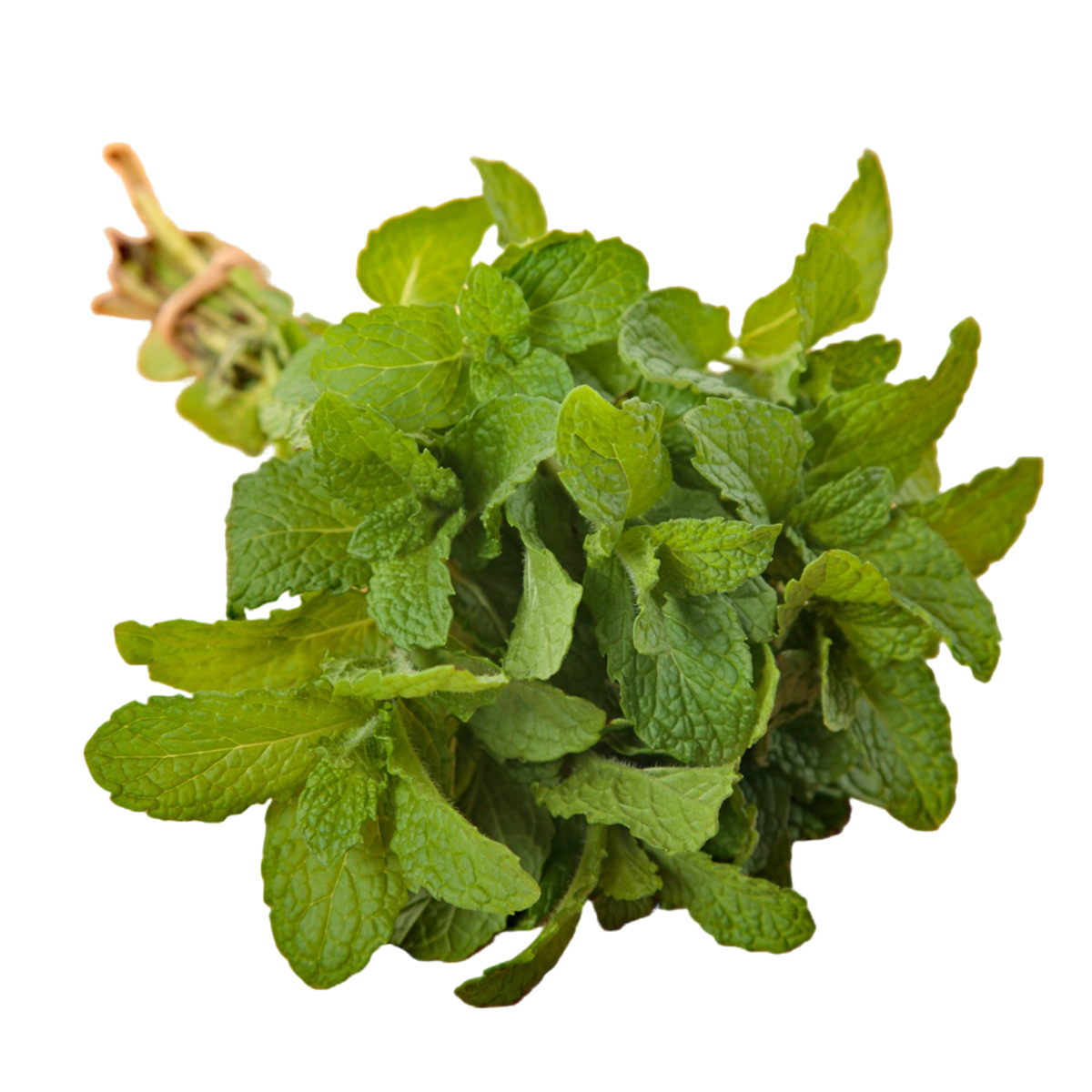 Mint Leaves